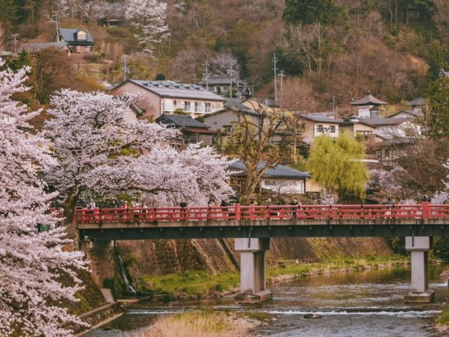 Takayama Hida Furukawa Cherry Blossoms-A Timeless Edo-Period Sakura Escape