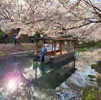 Tranquil Beauty on the Fushimi Jikkokubune Boat, Kyoto