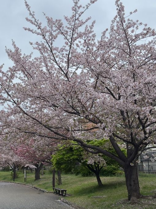 東京｜山手線｜永不停止的都市心跳