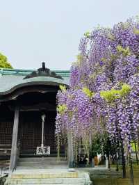 【福岡観光】樹齢100年以上の藤棚が広がる公園✨️