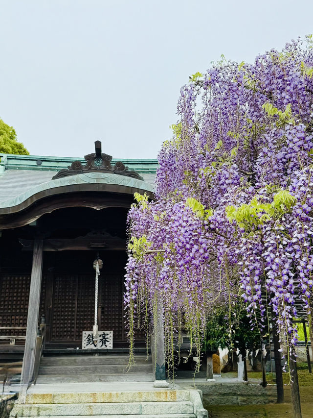 【福岡観光】樹齢100年以上の藤棚が広がる公園✨️