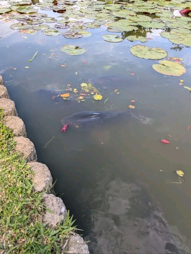Title: Nagai Botanical Garden – Osaka’s Urban Oasis of Nature and Art