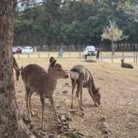 Just an Hour from Osaka: A Charming World of Deer, Temples & Tranquility