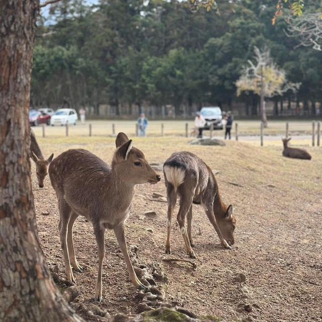 Just an Hour from Osaka: A Charming World of Deer, Temples & Tranquility
