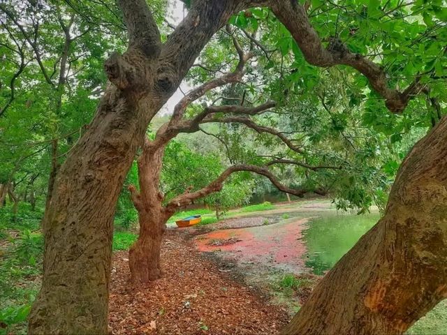 Title: "Breathing in the Green: A Peaceful Escape to Dhaka’s National Botanical Garden"