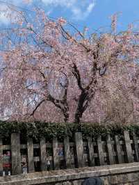 Sakura Spot No One’s Talking About 🌸