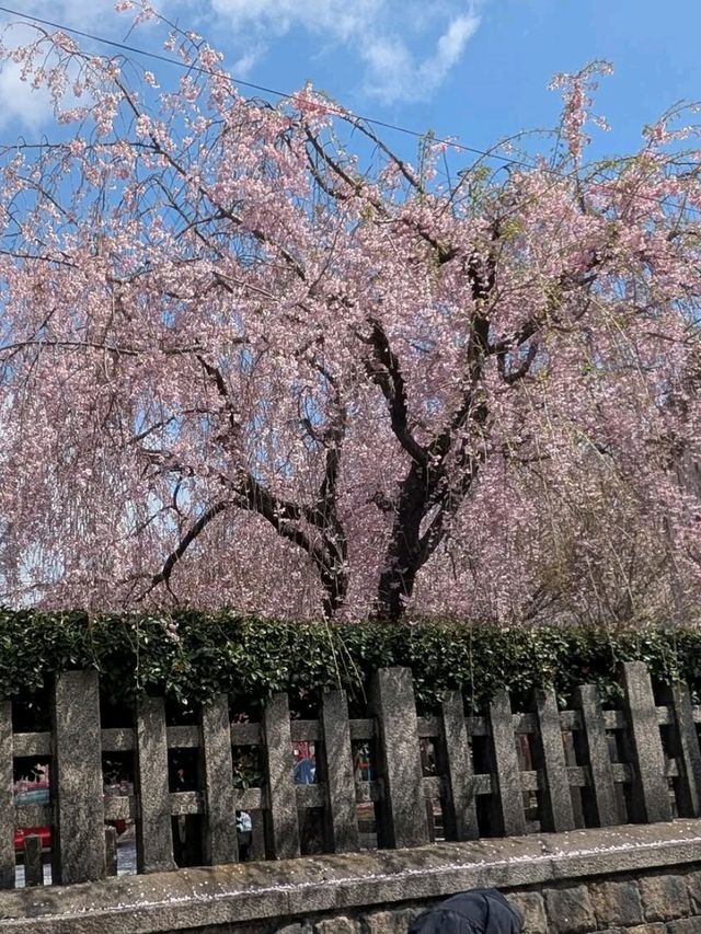 Sakura Spot No One’s Talking About 🌸