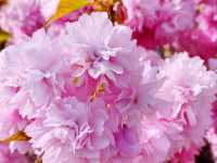 Tokorozawa Sakura