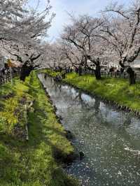 Shingashi River: A Peaceful Sakura Escape in Kawagoe