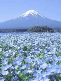 🌸Nemophila under Mt. Fuji & the Flower of Schimel's Hometown 🌸
