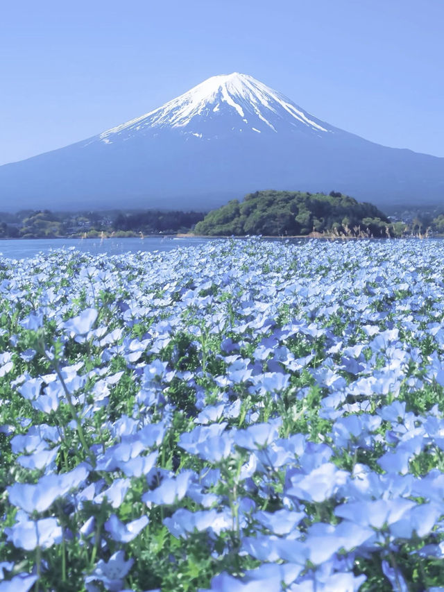 🌸Nemophila under Mt. Fuji & the Flower of Schimel's Hometown 🌸