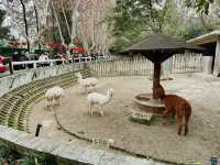 Chengdu Zoo 