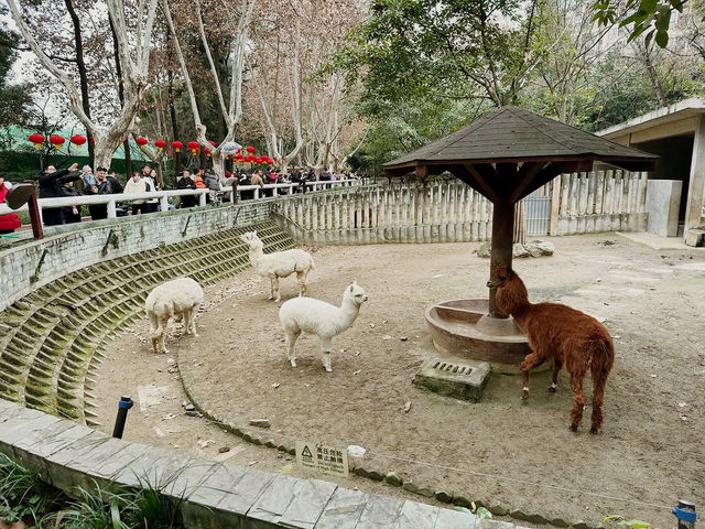 Chengdu Zoo 