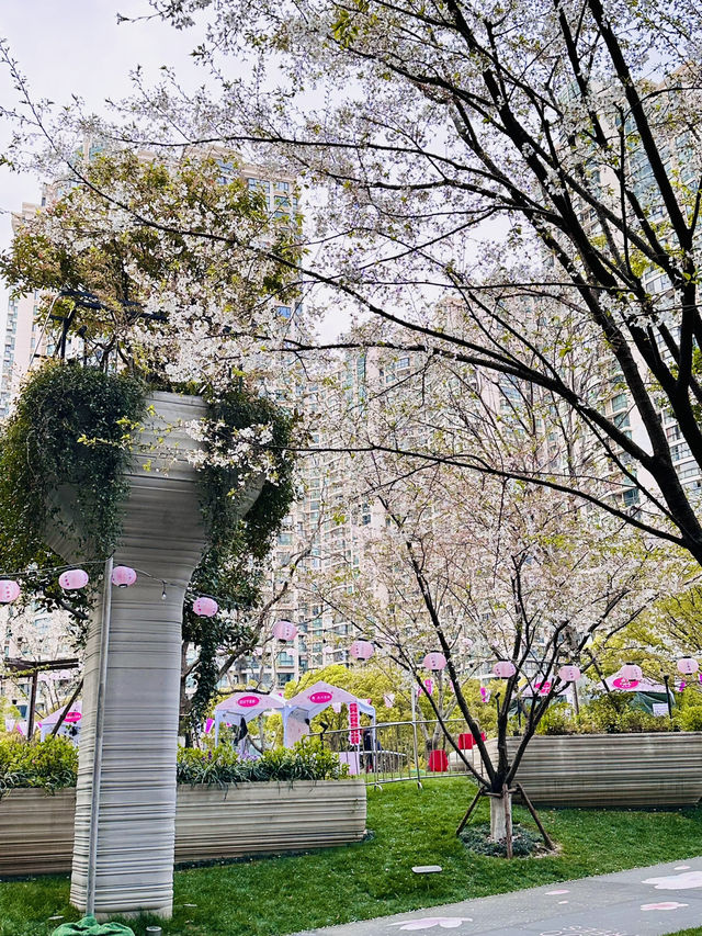 Cherry Blossoms in Concrete Dreams: A Spring Glimpse at 1000 Trees, Shanghai