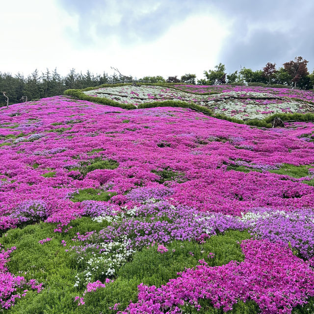 【ソウル】🇰🇷 ボン山ヒノキ治癒の森