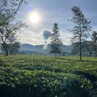 A Day at Beautiful Tea Plantation, Pangalengan-West Java