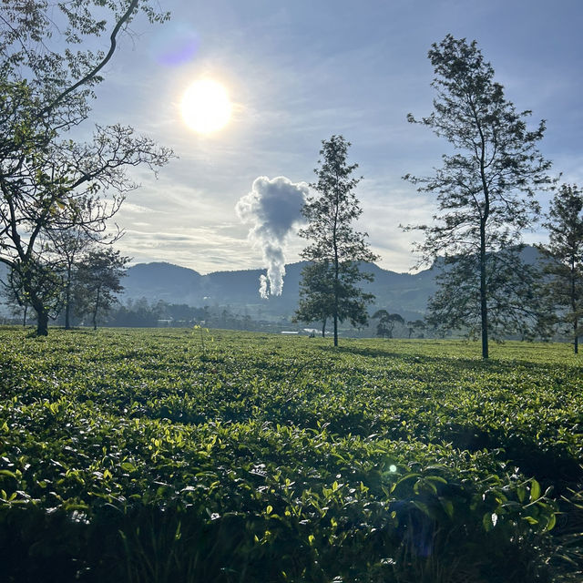 A Day at Beautiful Tea Plantation, Pangalengan-West Java