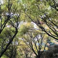 Tihiotonga Centennial Park散步探秘  🌳