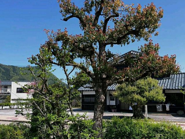 Izumo Taisha: One of Japan’s Most Sacred Shrines