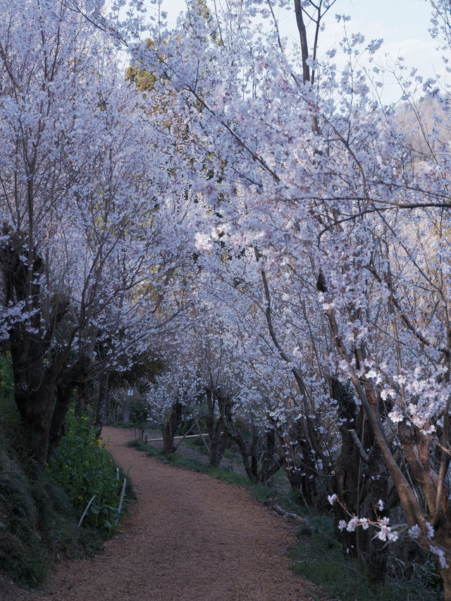東海道新幹線：大阪去福島只需四小時