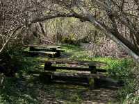 Redwoods Adventure with a great stay at Requa Inn