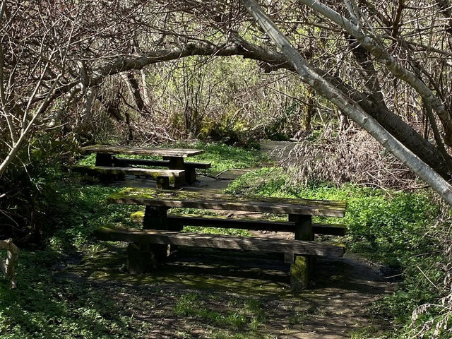 Redwoods Adventure with a great stay at Requa Inn