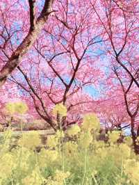 A Botanical Daydream in Bloom at Makino Park