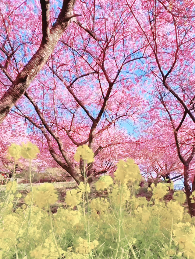 A Botanical Daydream in Bloom at Makino Park