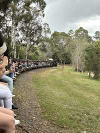 Puffing Billy train ride and Penguin Parade in Australia!