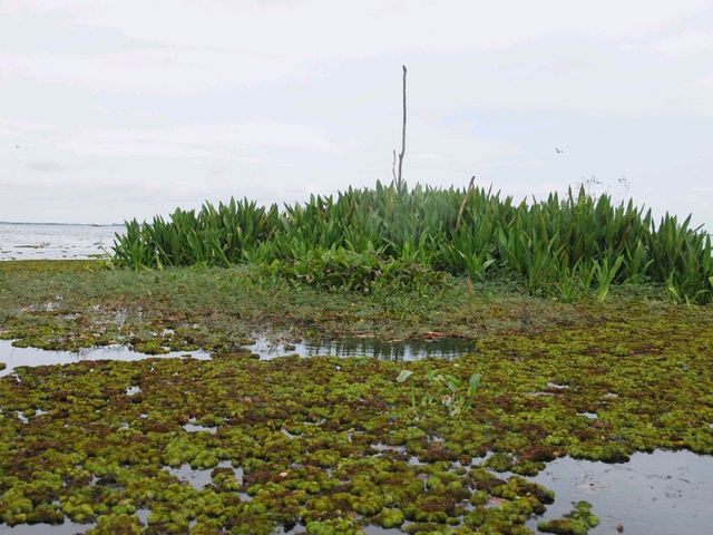 ล่องเรือ แลนก ชมบัว ที่ทะเลน้อย พัทลุง