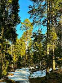 #AncientWhispers – A Moment in Tyresta National Park