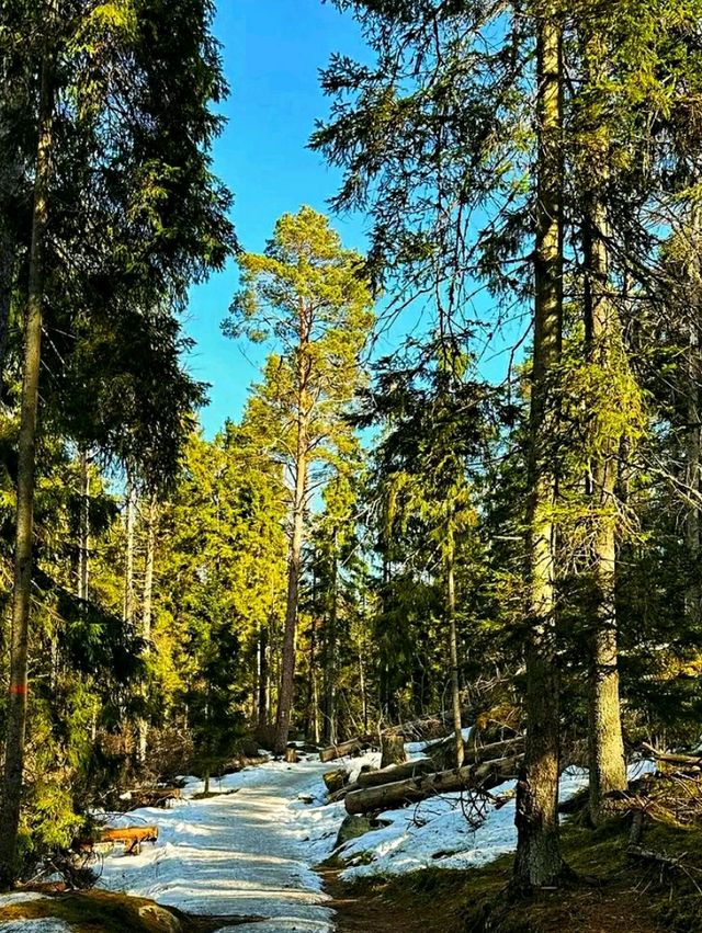 #AncientWhispers – A Moment in Tyresta National Park