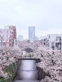 🌸 Tokyo in Full Bloom: My Unforgettable Sakura Season Adventure 🇯🇵