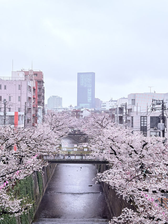 🌸 Tokyo in Full Bloom: My Unforgettable Sakura Season Adventure 🇯🇵