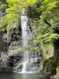 【大阪箕面】新緑の時期に箕面の滝を満喫🌿