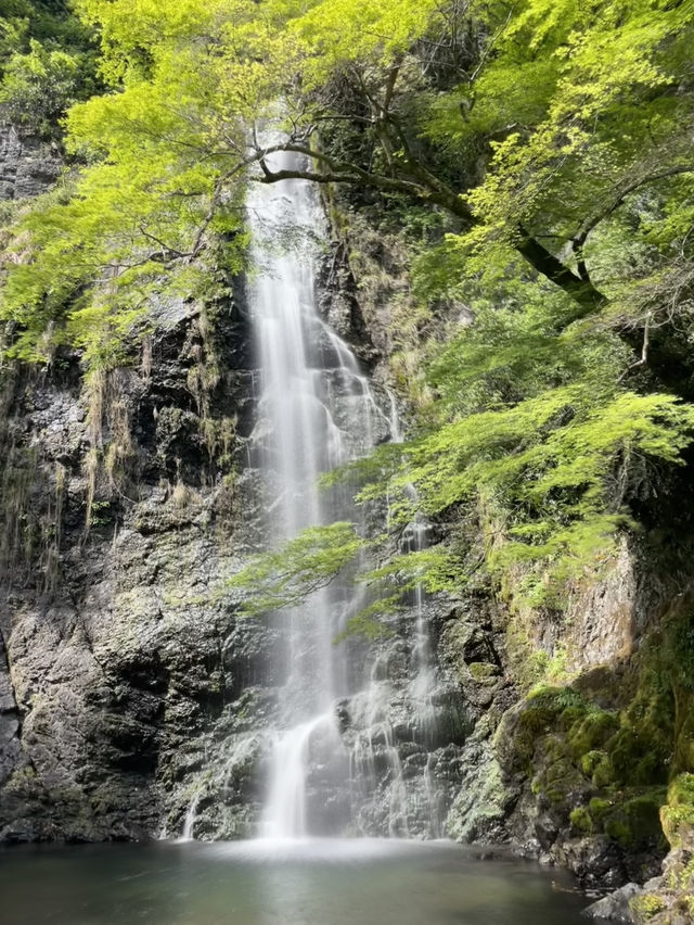 【大阪箕面】新緑の時期に箕面の滝を満喫🌿