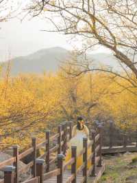 구례 산수유 마을에 노오란 산수유가 가득 피었습니다🌼