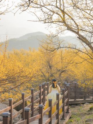 求禮山茱萸村裡黃澄澄的山茱萸盛開了