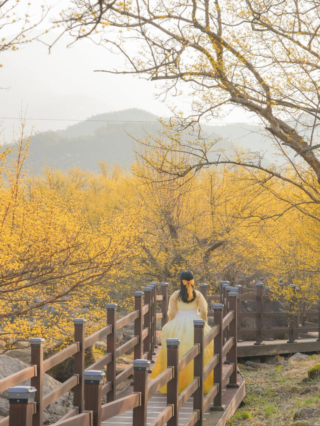 구례 산수유 마을에 노오란 산수유가 가득 피었습니다🌼