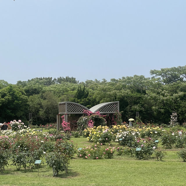 Flower Hill - Uminokamichi Seaside Park 