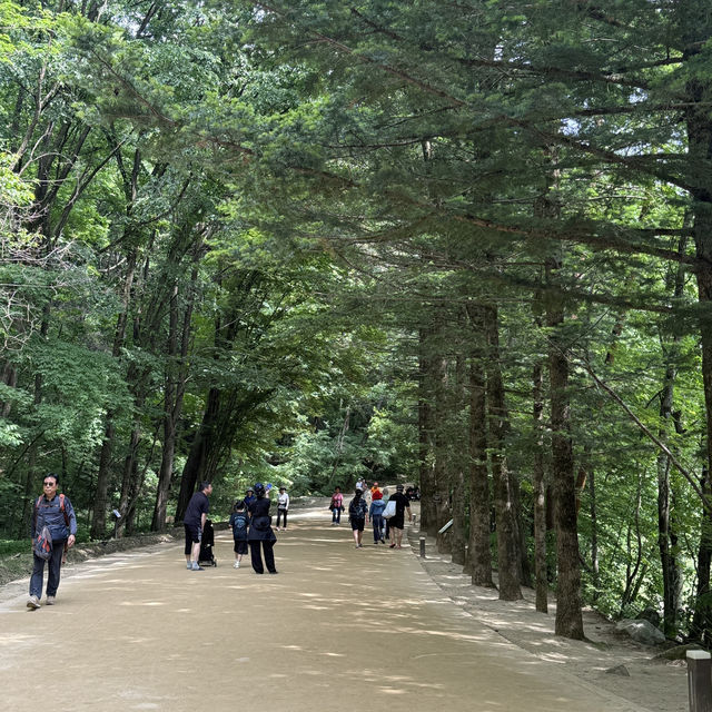 봄 숲의 향기를 느끼하면서 산책하기 좋은 이곳‼️