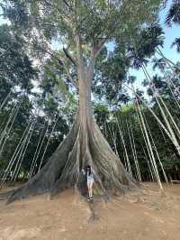 🌳 ต้นไม้ยักษ์ บ้านไร่ อุทัยธานี