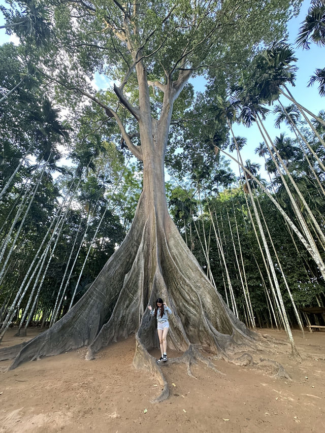 🌳 ต้นไม้ยักษ์ บ้านไร่ อุทัยธานี
