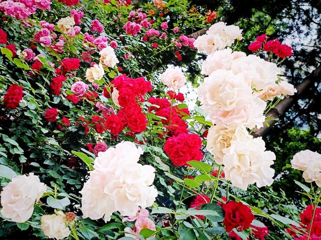 🌹✨【首爾隱藏版玫瑰牆❣️延南洞必去打卡點】✨🌹