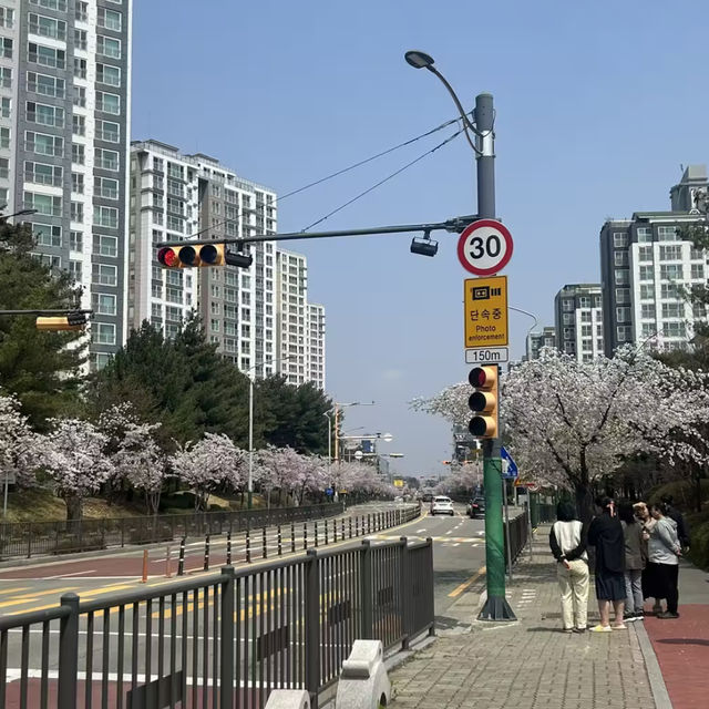 청주 벚꽃이 예쁜 오송호수공원 🌸