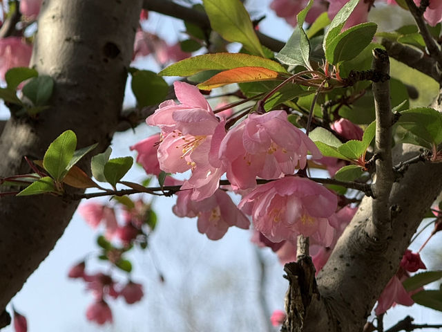 蘇州｜漫步「拙政園」