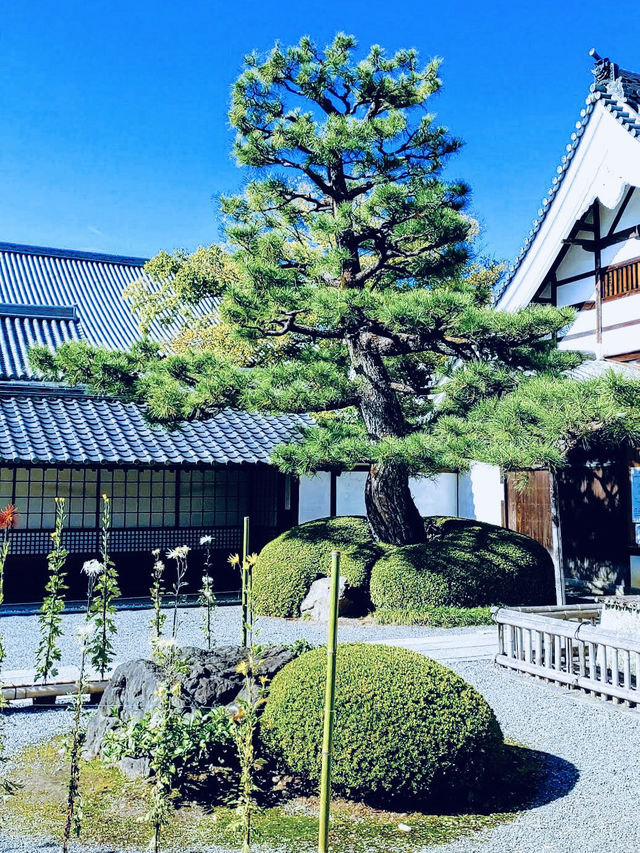 The Daikaku-ji Temple