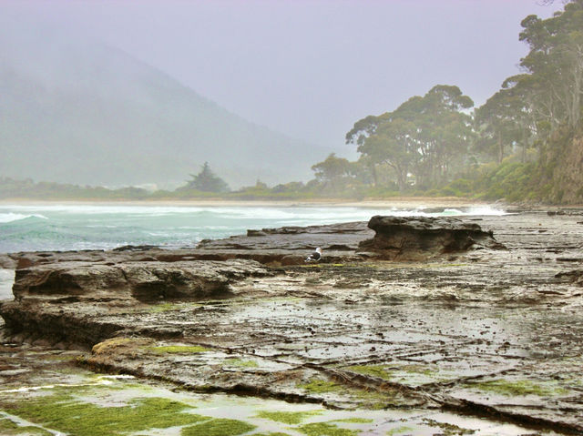 Where Earth carves its own art — Tessellated Pavement, Tasmania