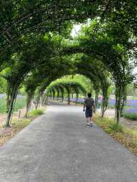 💜 Shanghai Lavender Park – A Provence-Inspired Purple Escape Next to Disneyland