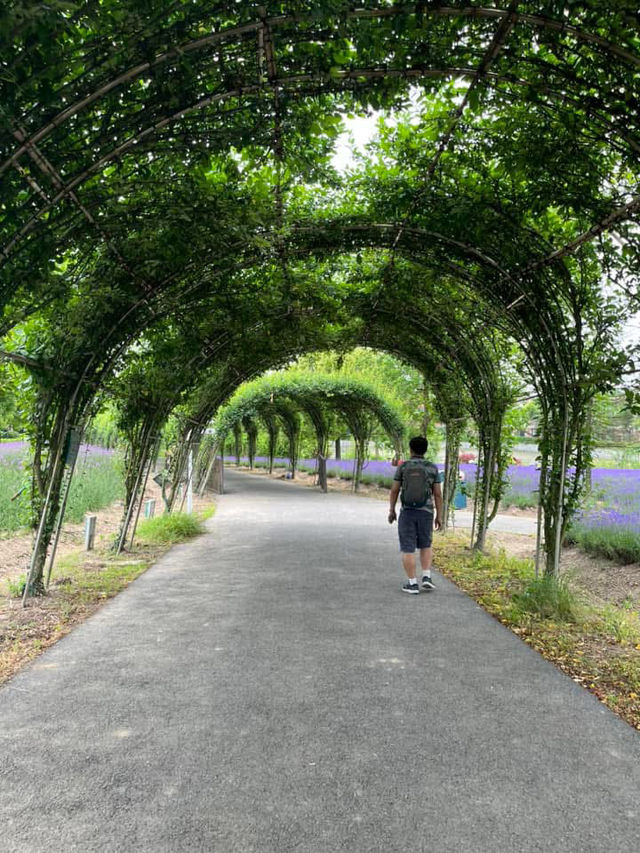 💜 Shanghai Lavender Park – A Provence-Inspired Purple Escape Next to Disneyland
